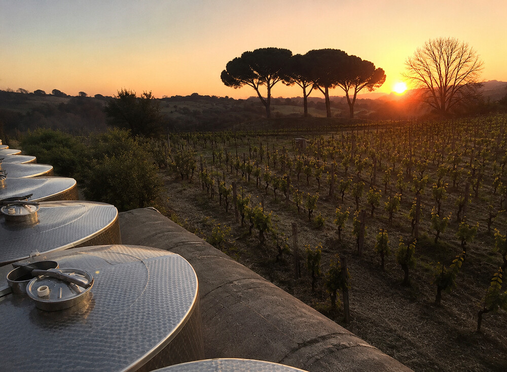 Azienda Agricola Santa Barbara - tramonto sulla vigna